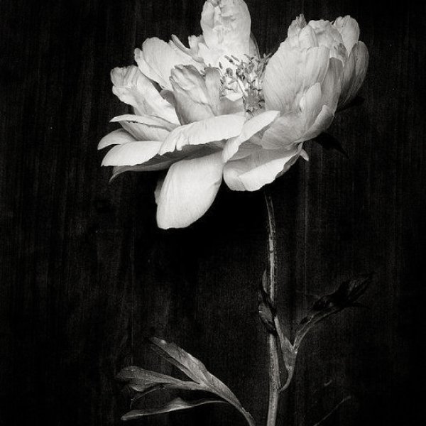 Белые пионы на черном фоне
