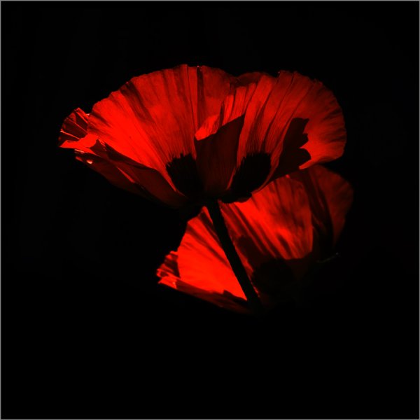 Маки на черном фоне