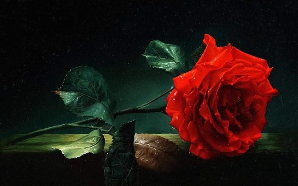 Коллин Богл художник розы