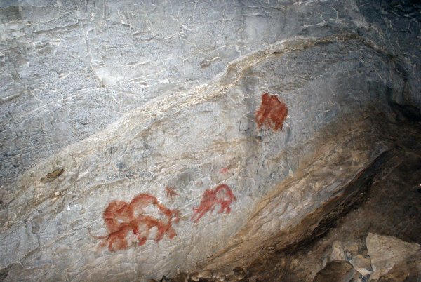 Зал Быков Ласко