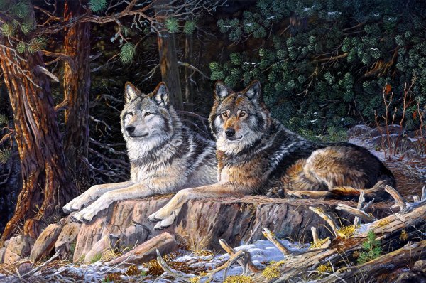 Карл Брендерс волки