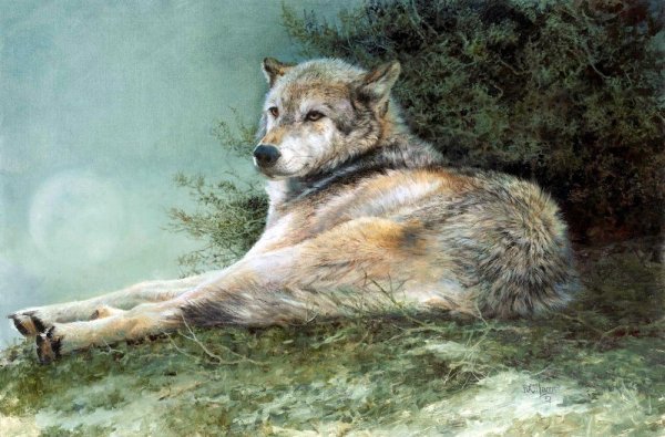 Bonnie Marris художник-анималист