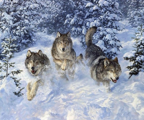 Художница: Bonnie Marris волки