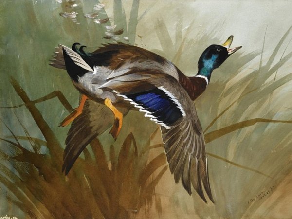 Художник анималист Арчибальд Торберн