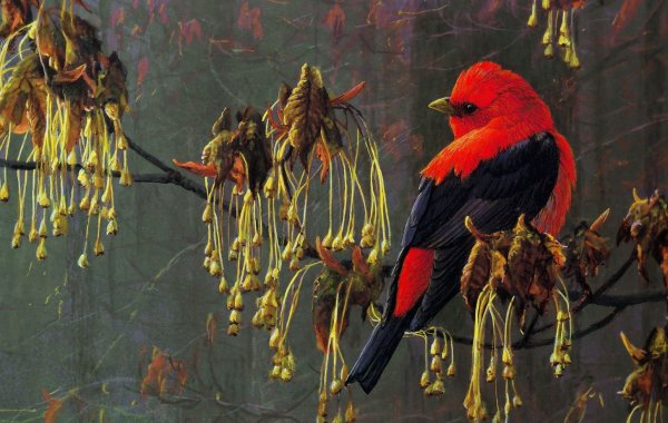 Сьюзен Бордет Райские птицы