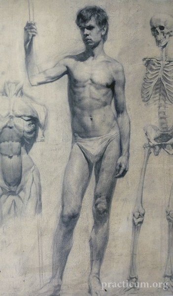 Академический рисунок фигуры человека Академия художеств