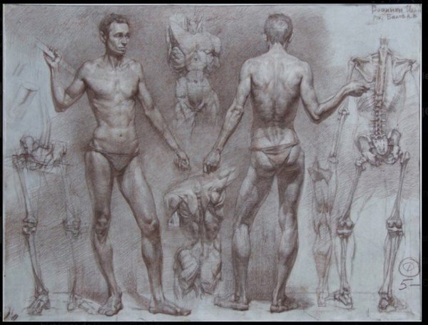 Могилевцев анатомия фигуры человека