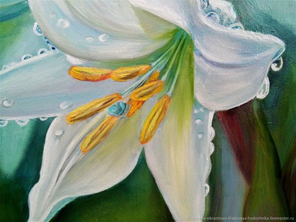Белая Лилия маслом