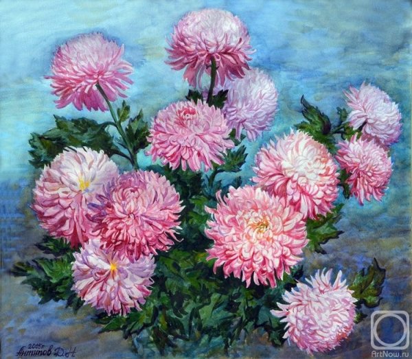 Астры пионовидные