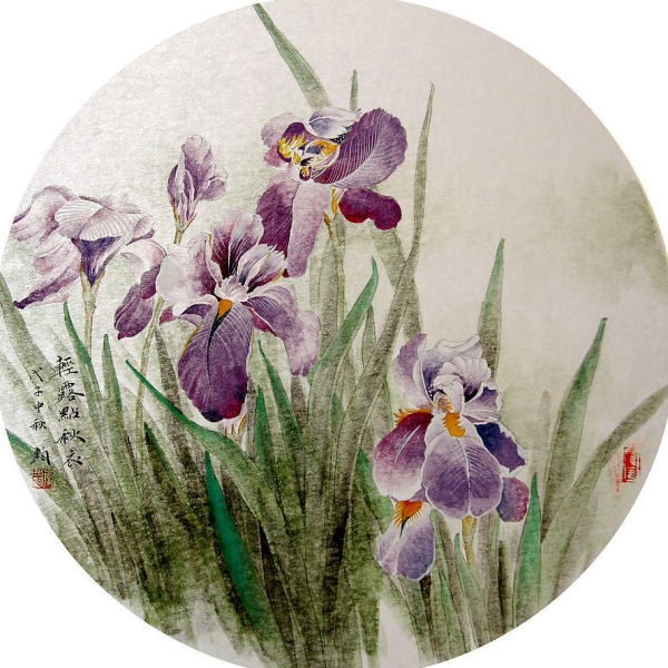 Ирис гунби контур