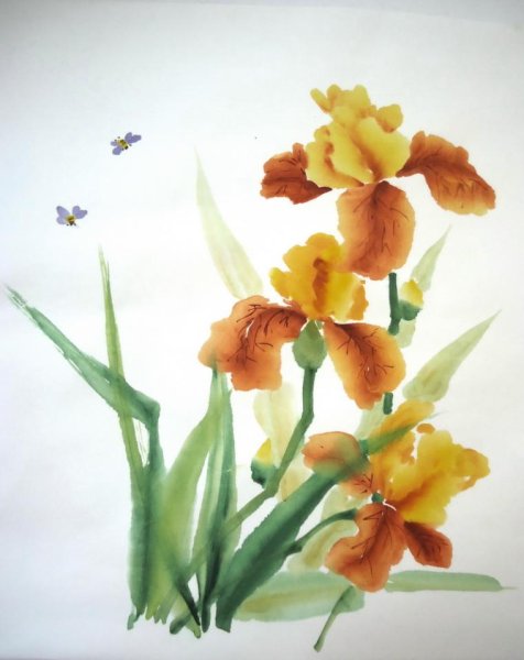 Ирисы у син