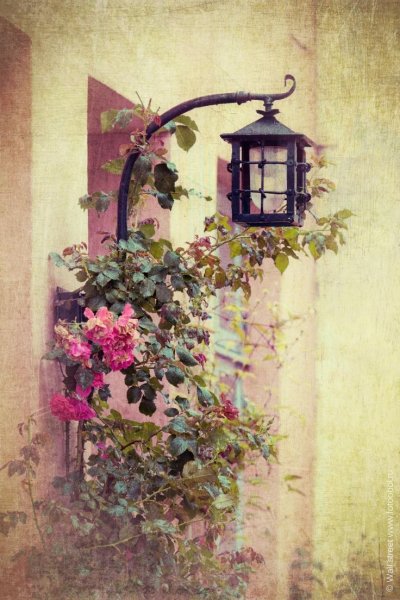 Настенная живопись цветы