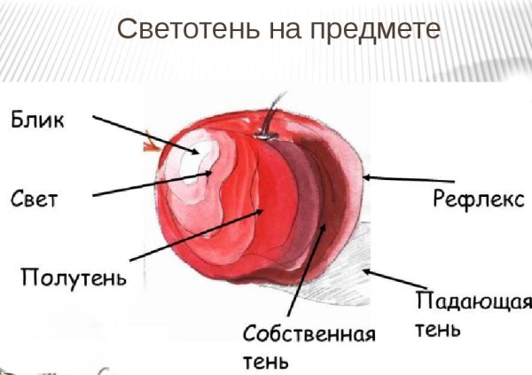 Блик тень полутень рефлекс в рисунке