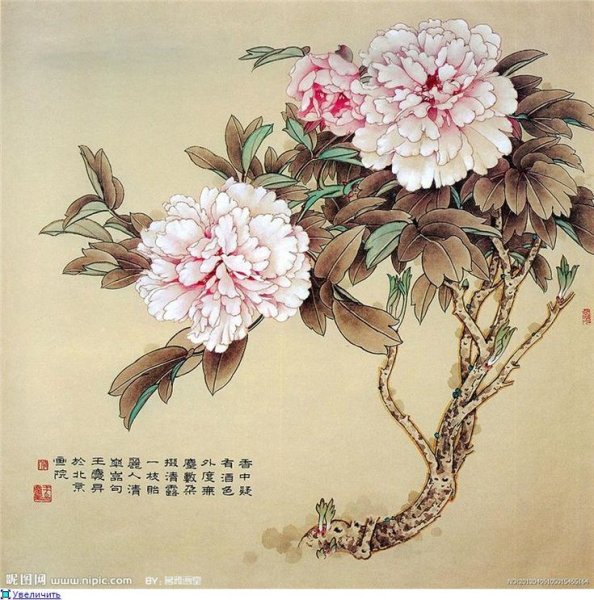 Ван Цин пионы