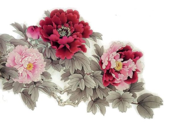 Китайский пион