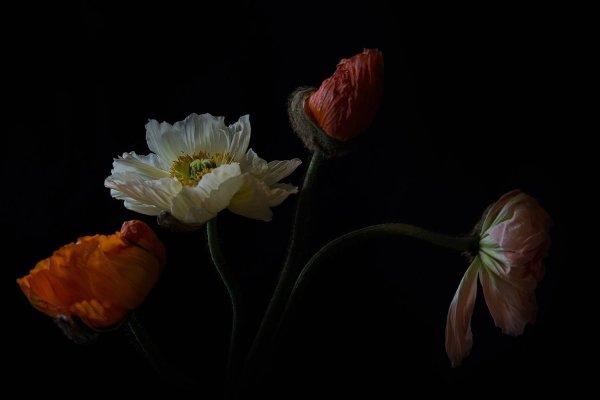 Фотограф Кристин Эллджер