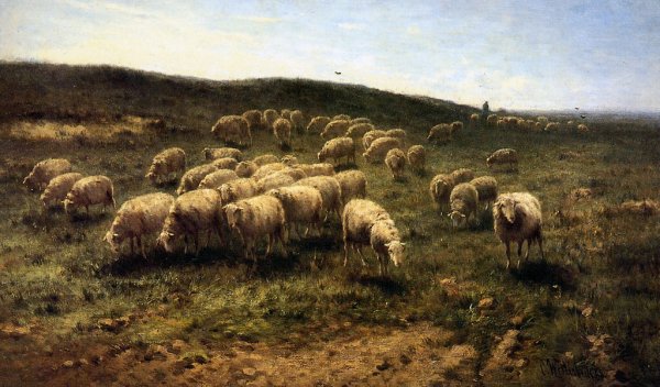 Альберт Кейп овцы в хлеву