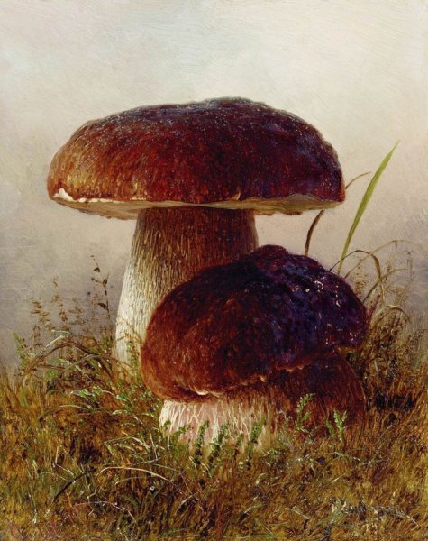 Кондратенко Гавриил Павлович 1854-1924 белые грибы