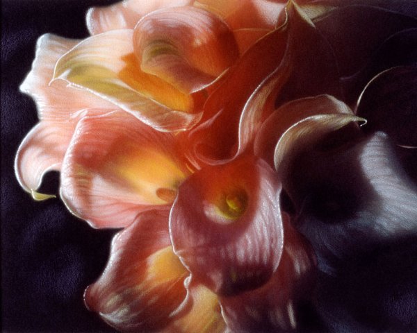 Коллин Богл художник розы