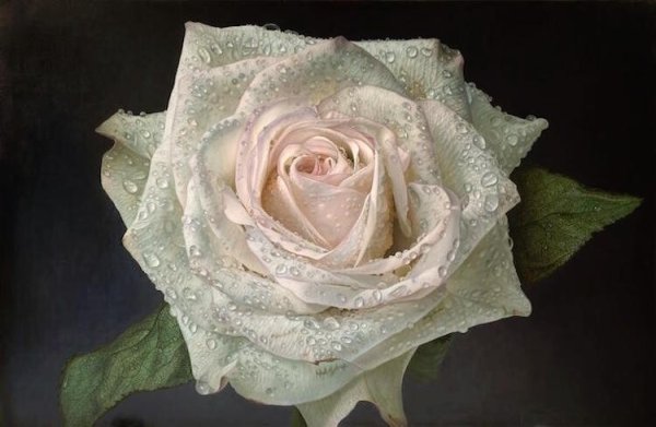 Розы Gioacchino Passini