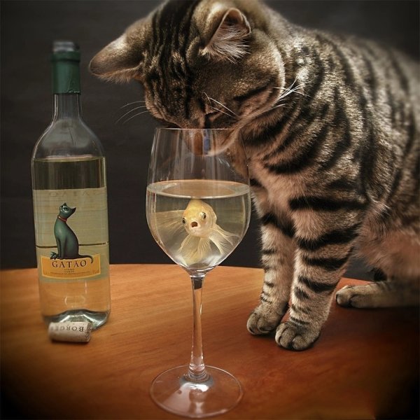 Кот с бутылкой