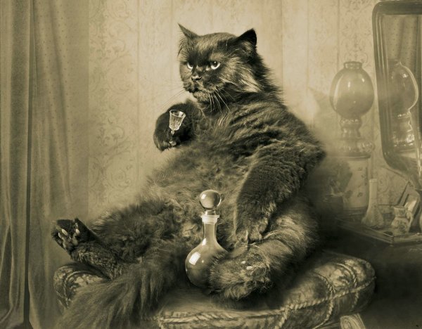 Булгаков мастер и Маргарита кот Бегемот