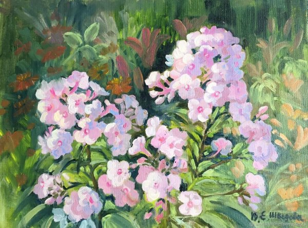 Флокс акварели Андрияки.