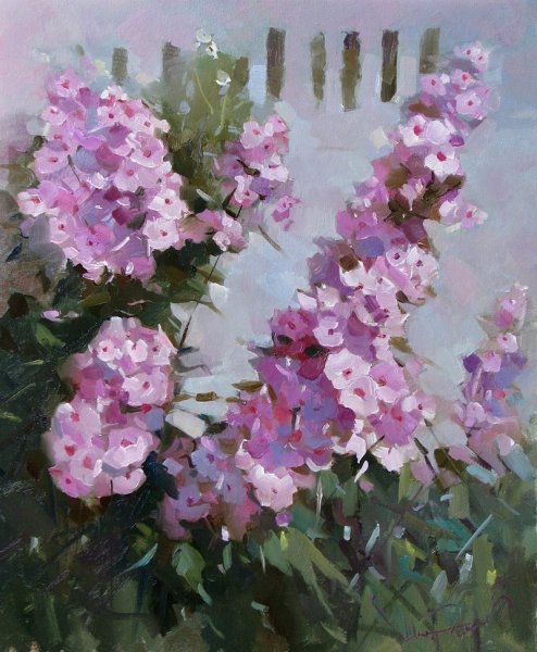 Андрияка Флоксы