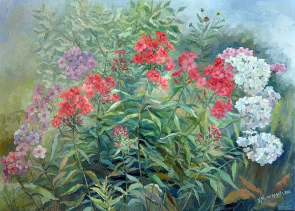 Юлия Жукова Флоксы