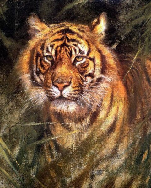 Карл Брендерс тигр