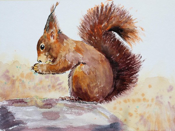 Белка живопись маслом
