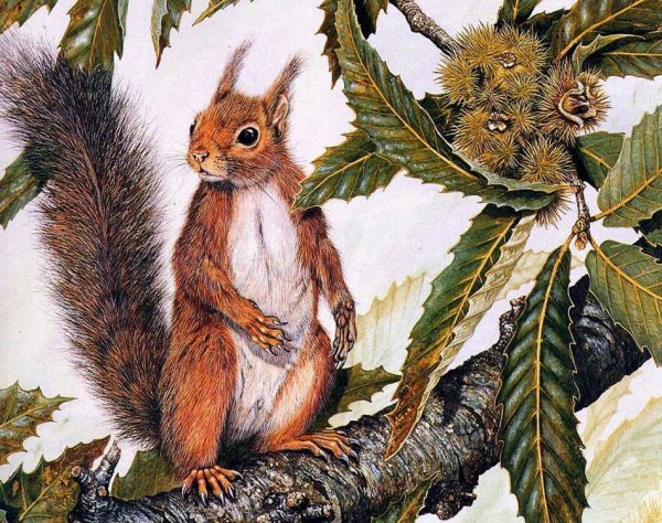 Название картины с белкой