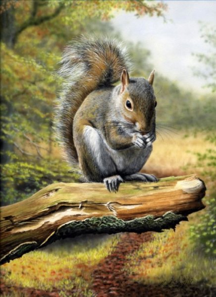 Розмари Миллетт белка