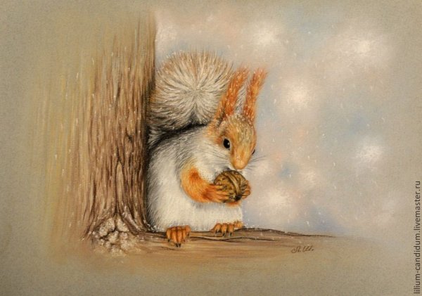 Белка сухой пастелью