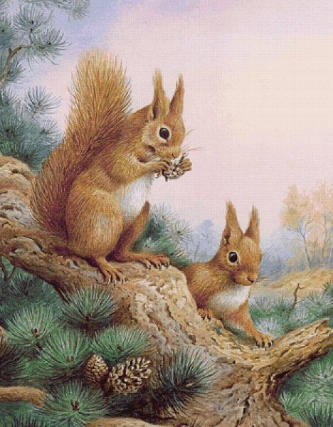 Рисунок белки