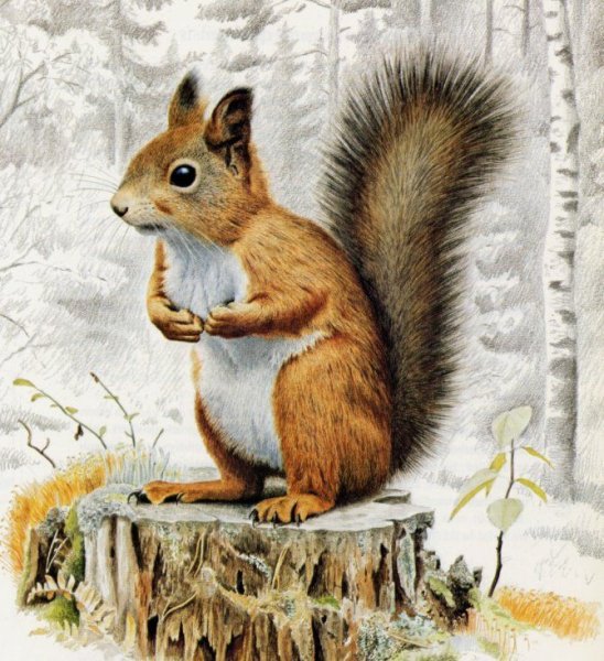Белка картина