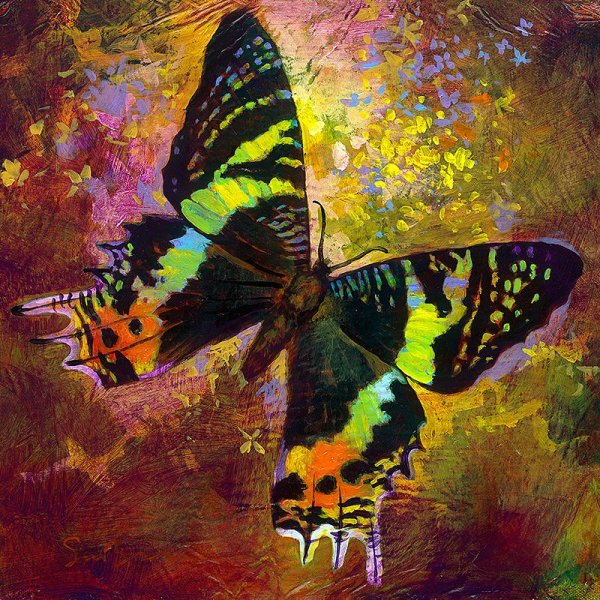Бабочки маслом на холсте