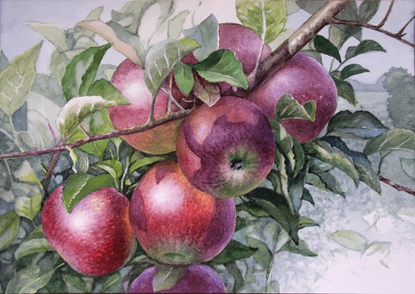 Акварели Светланы Курашовой яблоня