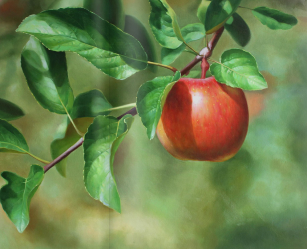 Ветка яблони с яблоками