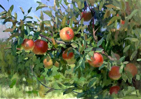 Яблоки на ветке живопись