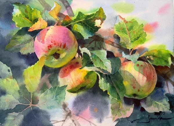 Яблоки на ветке живопись