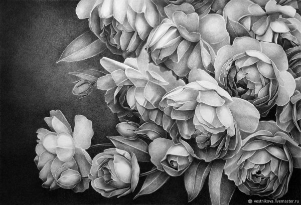 Пионы карандашом