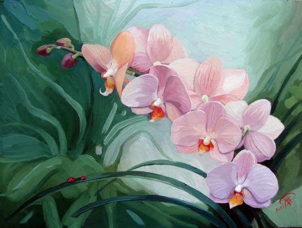 Гохуа орхидеи