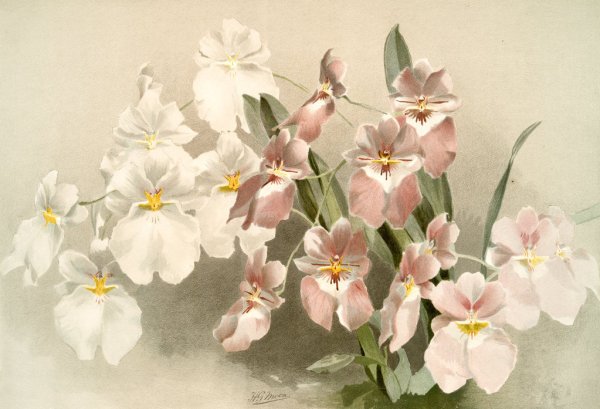 Орхидея фаленопсис живопись