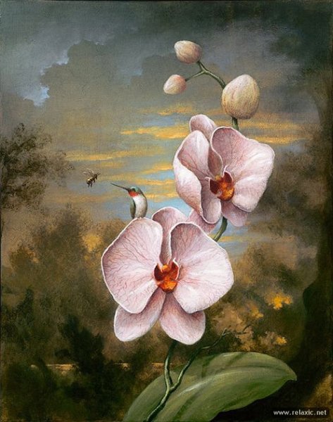 Питер Вагеманс магнолии