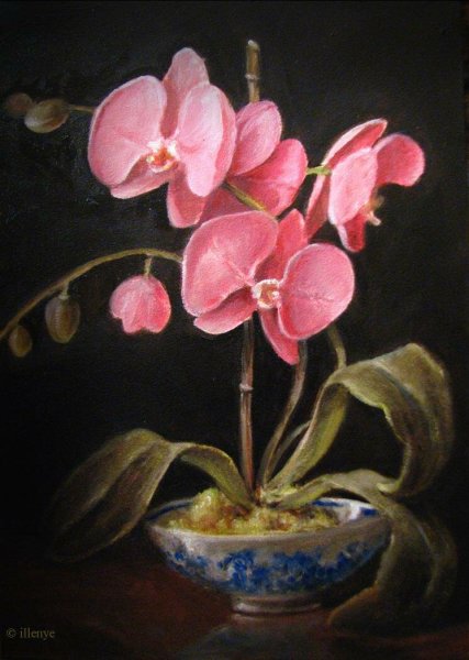 Орхидеи живопись