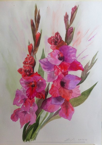 Андрияка гладиолусы