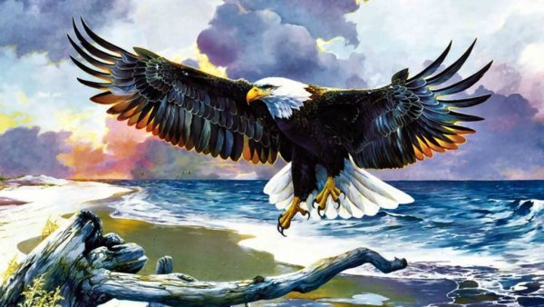 Белоголовый Орлан живопись