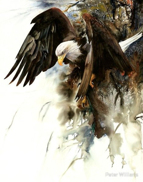 Орел картины художников