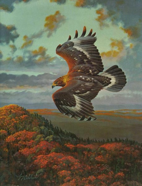 Орел картины художников